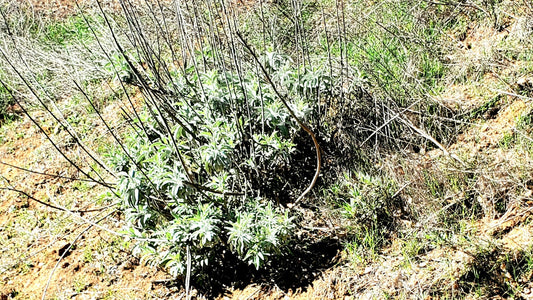 Paramount Ranch, Agora Hills Gathering White Sage